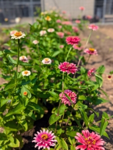 The best time to cut zinnias is in the morning or evening when it's cooler and when the stems are stiff and upright.