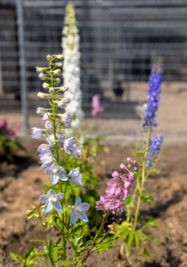 Delphinium flowers have showy, spiky blooms on tall stems. Blue is the most common color, but delphiniums also grow in shades of pink, lavender, red, white, and yellow.