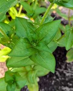 The leaves of the zinnia are lanceolate, ovate, or oblong in shape, dark green, with prominent veins.