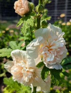 This is Alcea rosea, also known as the hollyhock. These plants can reach five to eight-feet tall. The flowers are large and are borne up and down a single tall stem.