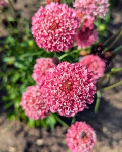 Scabiosa, also known as Pincushion Flower, is a versatile cut flower. With its spiky ball center and strong wiry stems, it is popularly used fresh and dried.