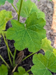 Hollyhock leaves are large with a rounded heart-shape.