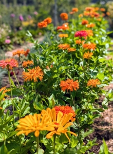 And now, many of the beds are bursting with blossoms.