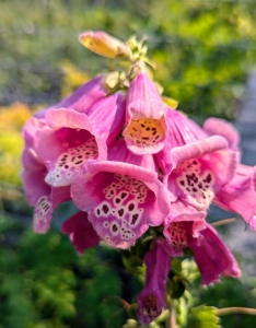 This is the tall foxglove plant, Digitalis purpurea. These add lovely vertical interest to any garden. Foxglove flowers grow on stems which may reach up to six feet in height, depending on the variety. The downward-facing, tapered, tubular flowers are spotted inside with dark purple edged in white on the lower lip, which serves as a landing platform for pollinators.