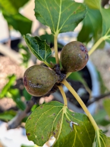 The fig tree has been sought out and cultivated since ancient times and is now widely grown throughout the world, both for its fruit and as an ornamental plant.