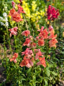 I have long loved snapdragons, Antirrhinum majus, and have a bed of these growing in the garden. Snapdragons are available in most colors except blue and coordinate well with other garden bloomers.