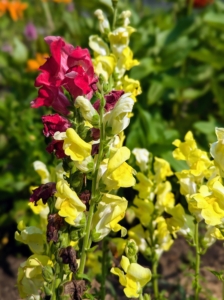 Snapdragons are known for wispy jaw-like upper and lower petals. A single stem averages 10 to 15 of these unique blooms, grouped closely together.