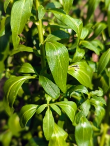 The snapdragon's alternate, lanceolate leaves are arranged in a spiral around the stem.