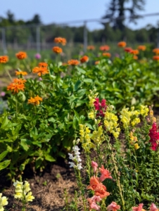 I hope your flower gardens are also doing wonderfully this year.