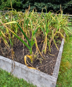 And then last week, it was time to pick. The right time to pick garlic is when the top of the garlic plant begins to die back. It is important to wait for a dry day to harvest – this allows the soil to dry out, helps to prevent rot, and makes it much easier to pull the stalks and bulbs from the ground.