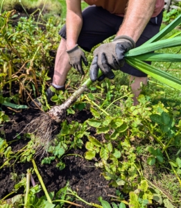 Each garlic is pulled out from the base of the leaves so that the head comes out completely. I love to experiment with the different types to see what grows best in my garden.