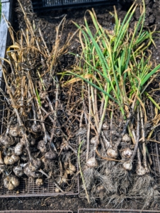 As the garlic is picked, it is placed in trays. Ryan keeps track of what grew well, so we can plant the same varieties in the fall.