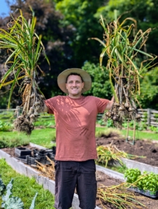 Ryan shows just two bunches of freshly picked garlic - and there is so much more!