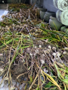 Soon, the garlic will also be cleaned and trimmed. Finally, once the garlic is cured, the most beautiful heads with the biggest cloves will be set aside to use as garlic seeds next season.