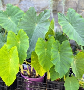 Many alocasias are loved for their striking foliage. Varieties can be found with different leaf colors, sizes, and shapes. Alocasia plants are native to tropical regions of Asia, Australia, and the South Pacific, and can grow up to 10 feet tall in their natural environments. I have many alocasias and love to display them every summer.
