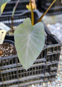 Alocasia and Colocasia are both elephant ear plants in the Araceae family. This is Colocasia 'Black Ruffle.' It has dark, heart-shaped leaves, which become ruffled at the edges as they grow.