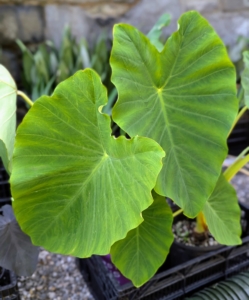 Alocasia 'Borneo Giant' has bold green leaves on rigid stems. When mature, it can be seven to 10 feet tall with leaves up to five feet wide.