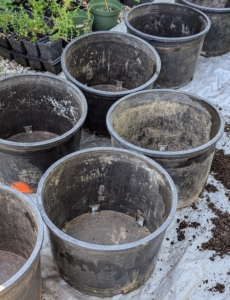 Whenever potting a large selection of plants, the team does so in a production line process, which is quick and efficient. They also work on tarps, so any spilled soil can be collected easily and used elsewhere.