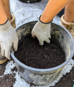 The pot is filled about a third of the way up. The root ball will sit on top of this layer and be surrounded with more soil. The right amount of soil will allow the base of the plant to sit right under the rim of the pot.