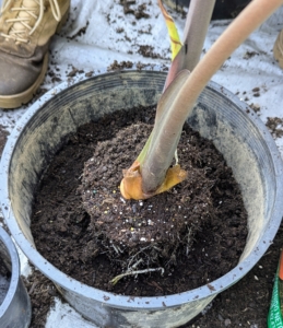 The root ball is placed in the center of the pot at a similar depth to its previous pot and positioned so its roots grow down.
