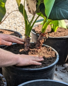 Josh pots up another alocasia. It doesn't take long before all the plants are done.