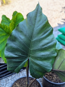 Alocasia 'Sumo' has large, dark green leaves and can grow up to 10 feet tall. It is a hybrid plant between Alocasia ‘Portora’ and ‘Purple Cloak.’ Look closely and notice the stems are dark reddish-black.