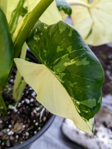 Every leaf is different, showing off its interesting green and white markings. Another leaf on the same plant has one half completely white.