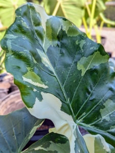 This is Alocasia Macrorrhiza Variegata. Variegated plants have leaves, stems, fruits, or other parts with more than one color. The colors can appear as stripes, blotches, borders, speckles, or dots, and can be white, light green, yellow, red, pink, brown, or violet. The patterns can be symmetrical and regular, or more sporadic and uneven. This alocasia variety is a little more rare than the others. I always look for rare and unusual plants.