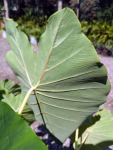 The undersides of alocasia leaves can be leathery and have striking veins and textures.