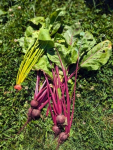 Although typically a reddish-purple hue, beets also come in varieties that are golden orange-yellow and white.