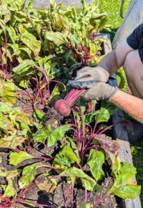 Here, Ryan picks the beets. Beets are sweet and tender – and one of the healthiest foods. Beets contain a unique source of phytonutrients called betalains, which provide antioxidant, anti-inflammatory and detoxification support.
