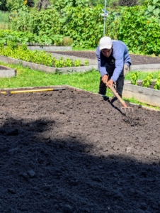 I'm a firm believer of succession planting, the practice of following one crop with another to maximize a garden’s yield. It is a very efficient use of gardening space and time. As soon as one bed is picked, it is cleaned, raked, and fed in preparation for the next crop.