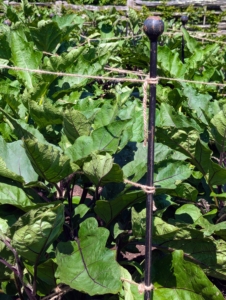 I used these wrought iron stakes for the eggplants, which can be heavy. The twine is pulled from the ends of the rows keeping the branches of the plants from breaking.
