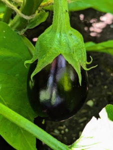 I prefer to pick eggplants early when they are young and tender. Picking early will encourage the plant to grow more, and will help to extend the growing season.