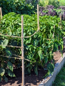 Our sweet bell pepper plants are also well-supported with bamboo.