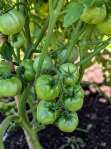 My tomatoes are growing beautifully, and every single one is off the ground. Keeping tomato plants off the ground is important to prevent fruit rot and the spread of disease. Tomatoes are naturally sprawling plants that put out roots along their stems when they touch the soil.