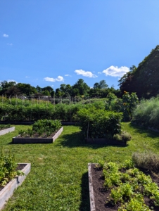 My gardeners and I have been spending a lot of time in this large half-acre space. In order to have delicious, beautiful vegetables, it's important to harvest and replant, check on what's doing well and remove what is not. This garden has been so productive and all the vegetables look fantastic.