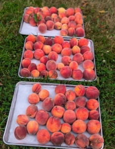 After just minutes, we had all these peaches picked. I always use trays and place them in a single layer so they don't get bruised.