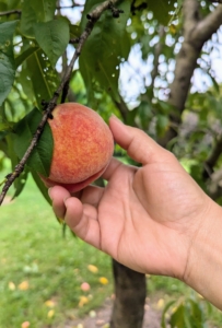 If the peach is firm to the touch, it’s not ready. It’s ripe when there is some “give” as it is gently squeezed. Some could have used a little more time, but we wanted to get them before the squirrels.