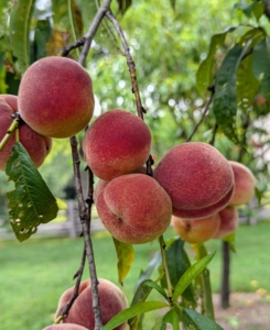 When picking peaches, color is a great indicator of maturity. Peaches are ripe when the ground color of the fruit changes from green to completely yellow and the fruit is a bright red-orange.