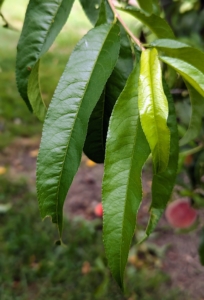 Peach tree leaves are oval-shaped and simple, with a length that is greater than the width. They are bold green in color, but turn yellow in the fall before falling.