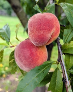 Another indicator of ripeness is if the peach separates easily from the tree when pulled.