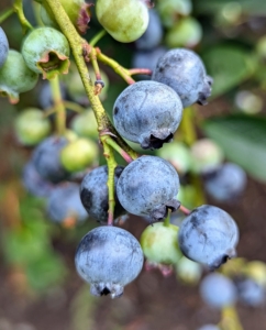 And blueberries don’t actually reach their full flavor until a few days after they turn blue, so a tip to know which ones are the best – tickle the bunches lightly, and only the truly ripe ones will fall into your hand.