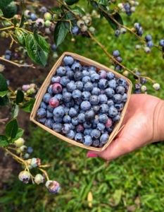 We like to pick berries using these small boxes. After they are picked, store blueberries unwashed for a few days in the refrigerator for up to five days.