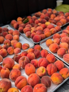 This is one of the season's most anticipated harvests - my peaches. My peach trees are so productive - look at all these fruits, and there are still so many more on the trees.