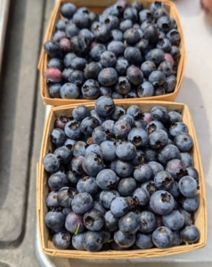 Blueberries produce from early summer through late fall – we will pick lots and lots of berries before the end of the season.