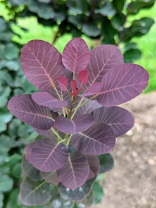 These royal purple smoke bushes, Cotinus coggygria, have stunning dark red-purple foliage that turns scarlet red in fall.