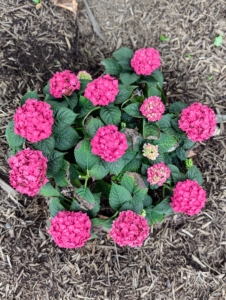 Lower to the ground at the base of the trees and shrubs are pink hydrangeas. I just planted these earlier this season.