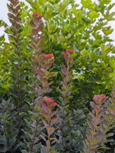 Look at the new growth. Cutting it back regularly can help the plant retain its most colorful foliage.