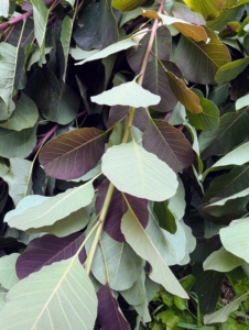 The undersides are bright green. The leaves of smoke bushes are waxy purple and are one and a half to three inches long, and ovate in shape.